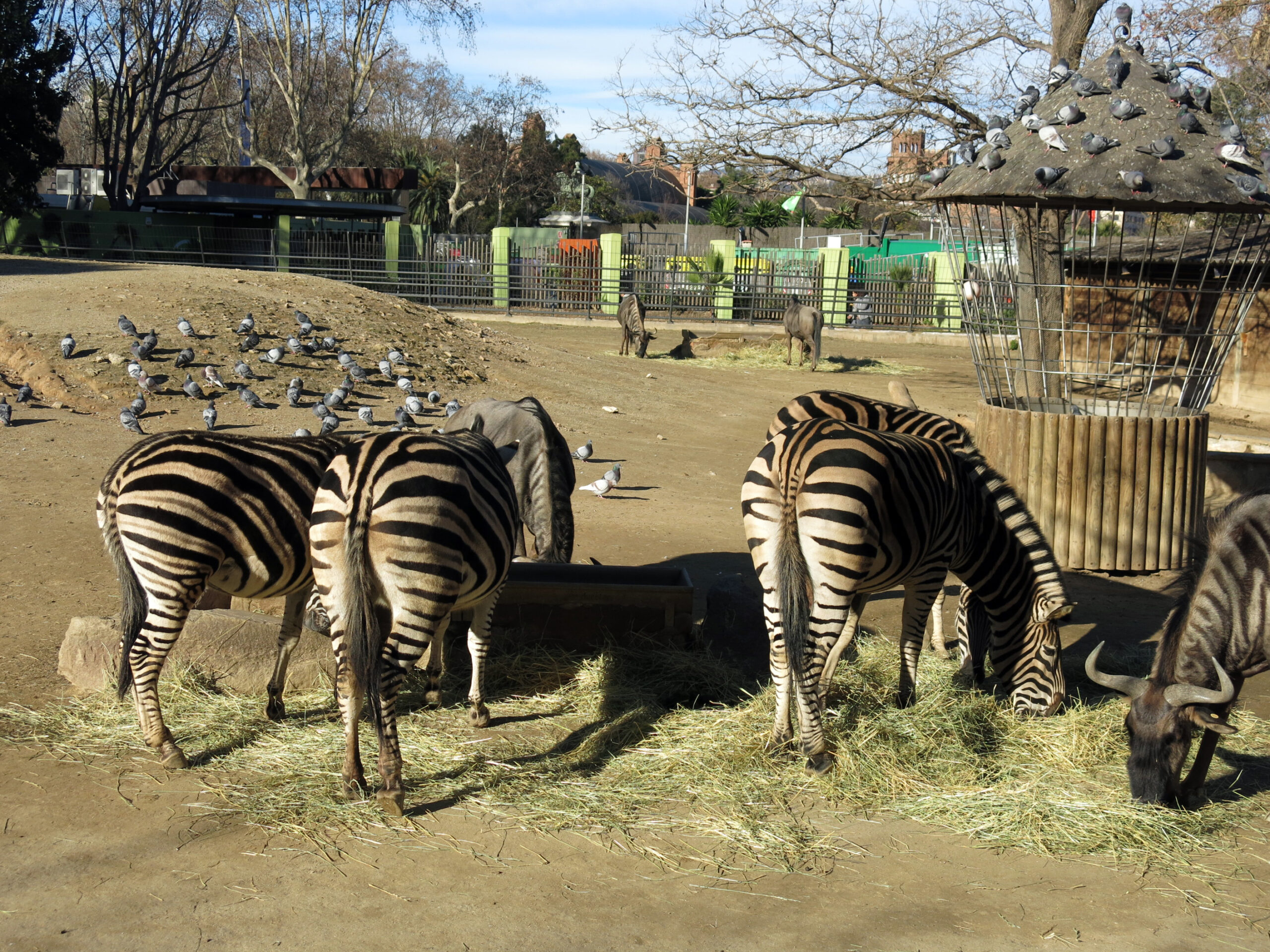 Quagga - Extinta a Mais de 100 Anos