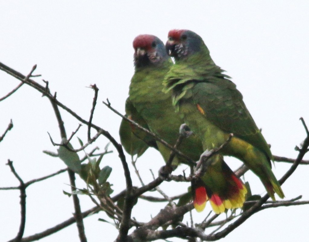 Ovos de Papagaio da Cara Roxa