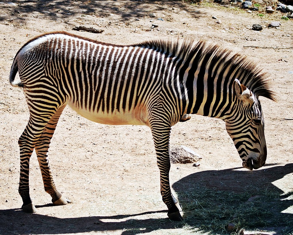 Parque Nacional Tsavo East no Quênia
