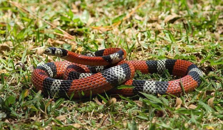 A Perigosa Coral Verdadeira Enrolada na Grama