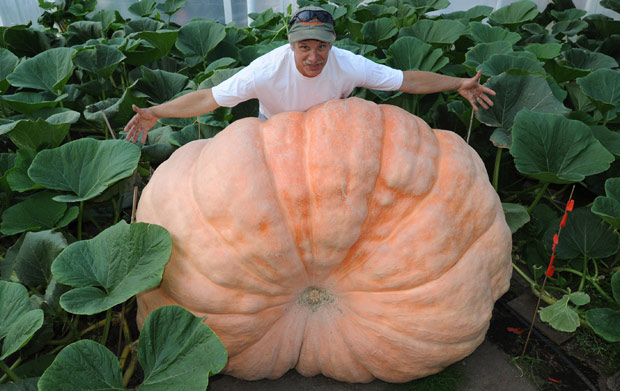 Abóbora gigante de quase 800 kg cultivada para concursos, exemplo de variedade da espécie Cucurbita maxima