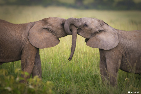 Acasalamento do Elefante da Floresta