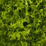 Alface Frisée Original