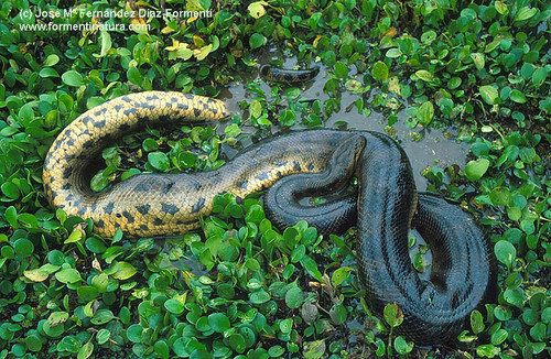 Anaconda Boliviana