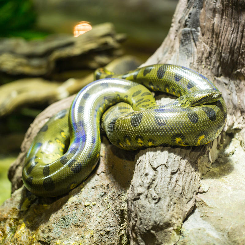 Anaconda Verde