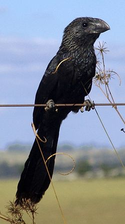 Anu-Preto 