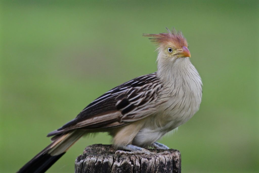 Qual Ave Voa Mais Alto no