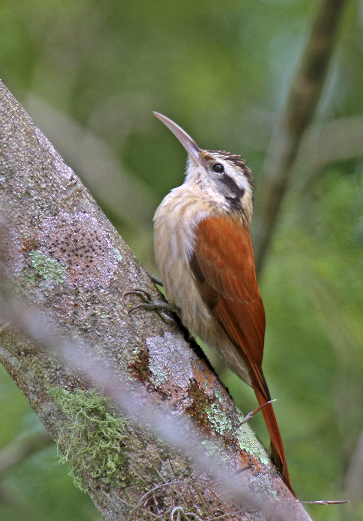 Arapaçu-do-Cerrado