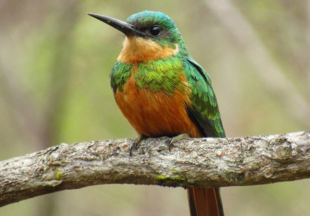 Ariramba-de-Cauda-Ruiva