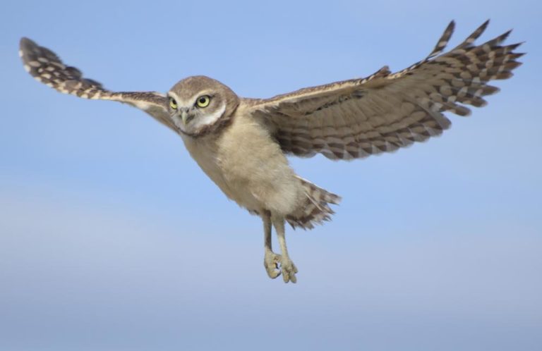 Athene Cunicularia Tolimae