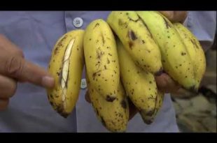 Banana Com Deficiência
