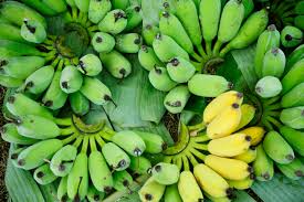 Bananas Amadurecendo