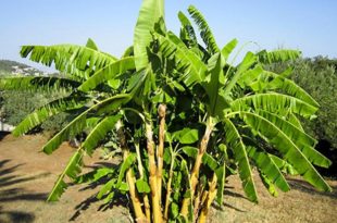 Bananeira - Fertilização