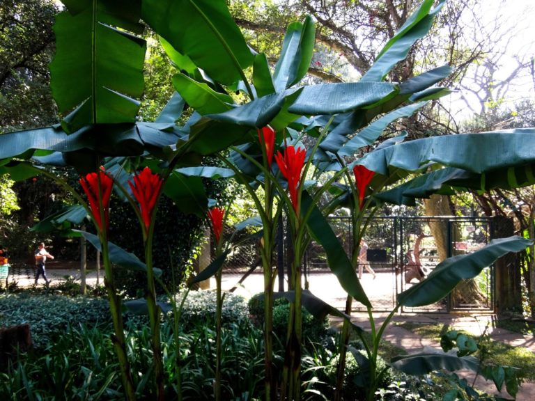 Bananeira Vermelha - Musa Coccinea