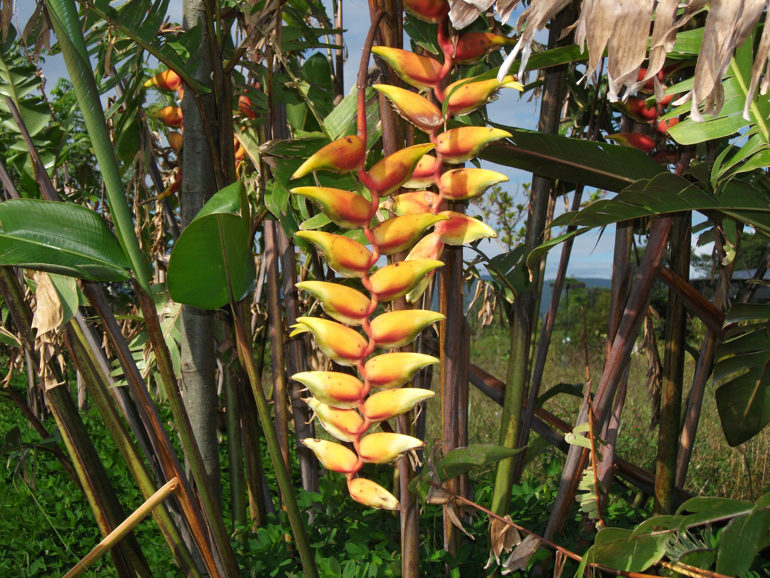 Três Heliconias nos Vasos