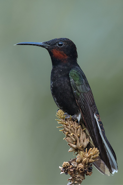Beija-Flor-Preto