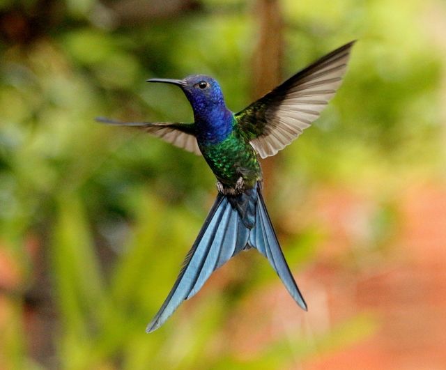 Beija-Flor-Tesoura
