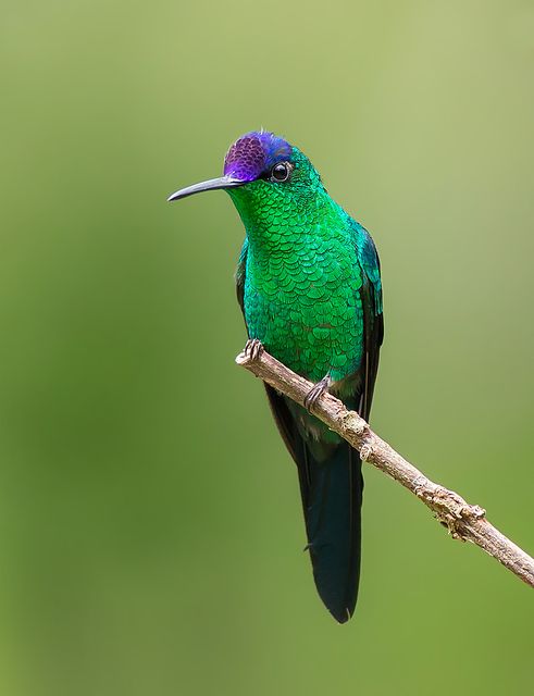  Beija-Flor-de-Fronte-Violeta
