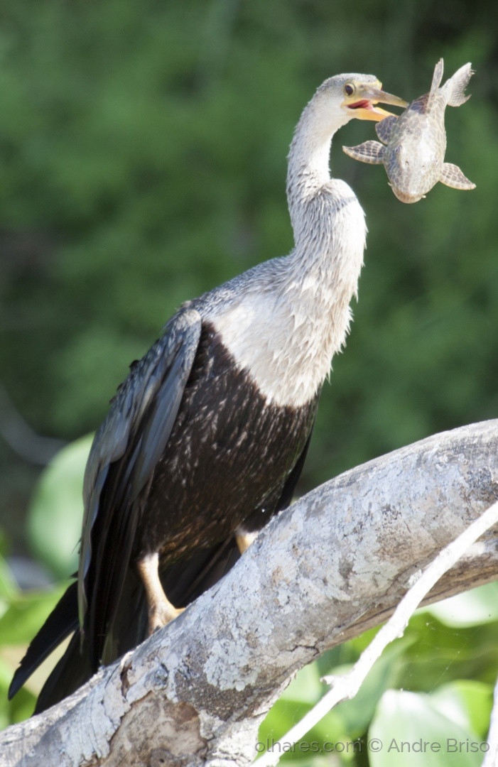 Qual a ave que voa mais alto? Conheça! Blog da Cobasi