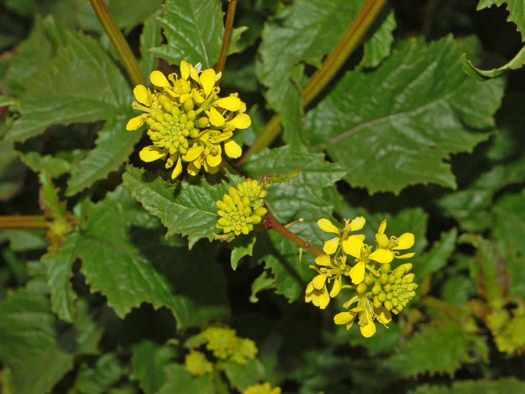 Vegetais da Família Brassicaceae Com Vitamina C