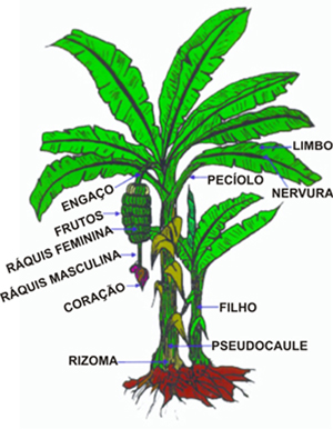 Características da Bananeira