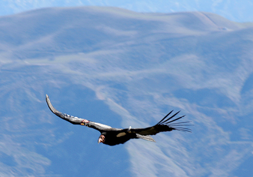 Características do Condor da Califórnia Gymnogyps