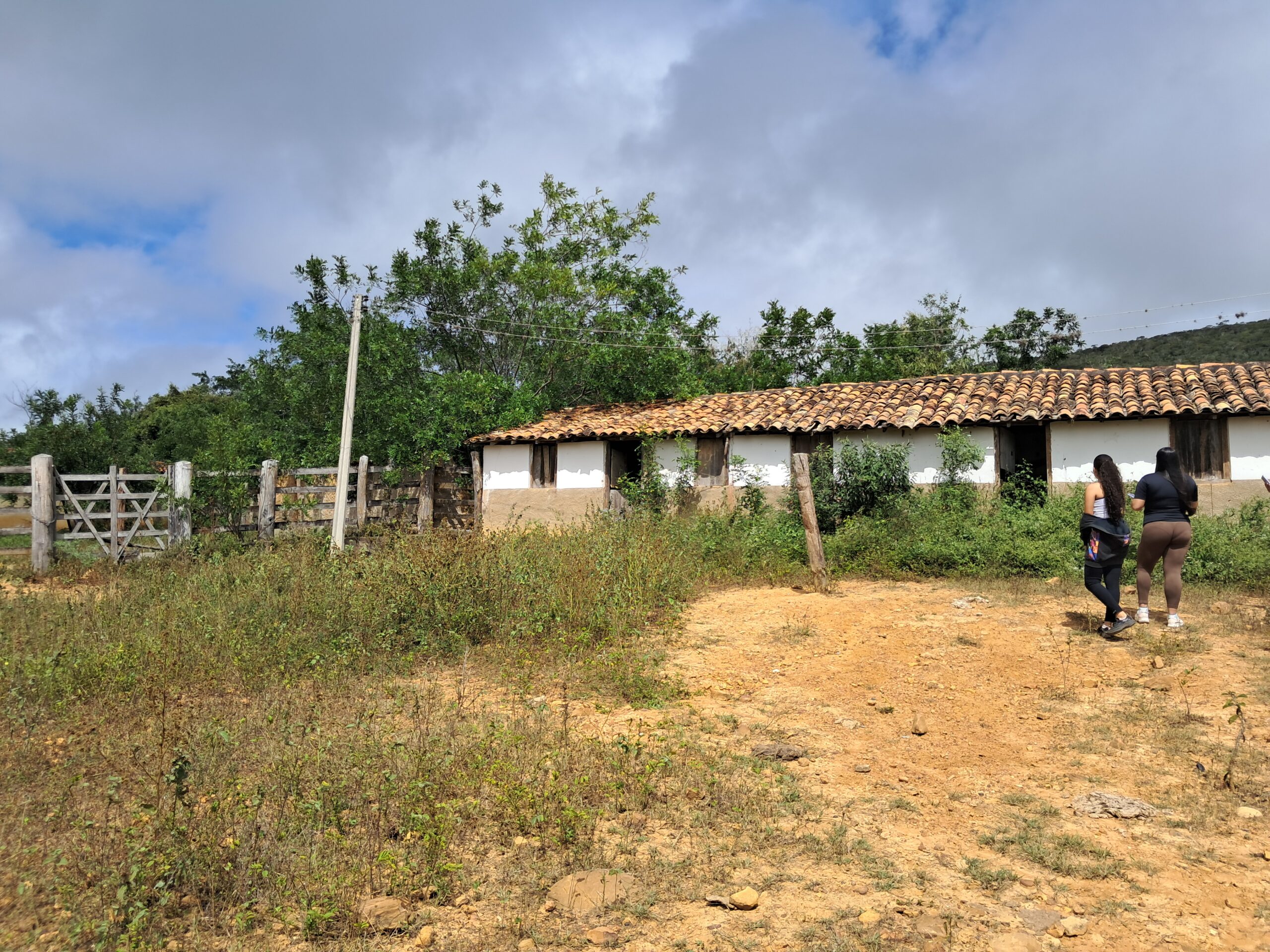 Jararaca Malha-de-Sapo