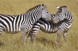 Casal da Zebra