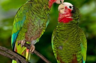 Casal de Papagaios - Amazona Leucocephala - Soltos na Natureza