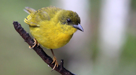 Catirumbava