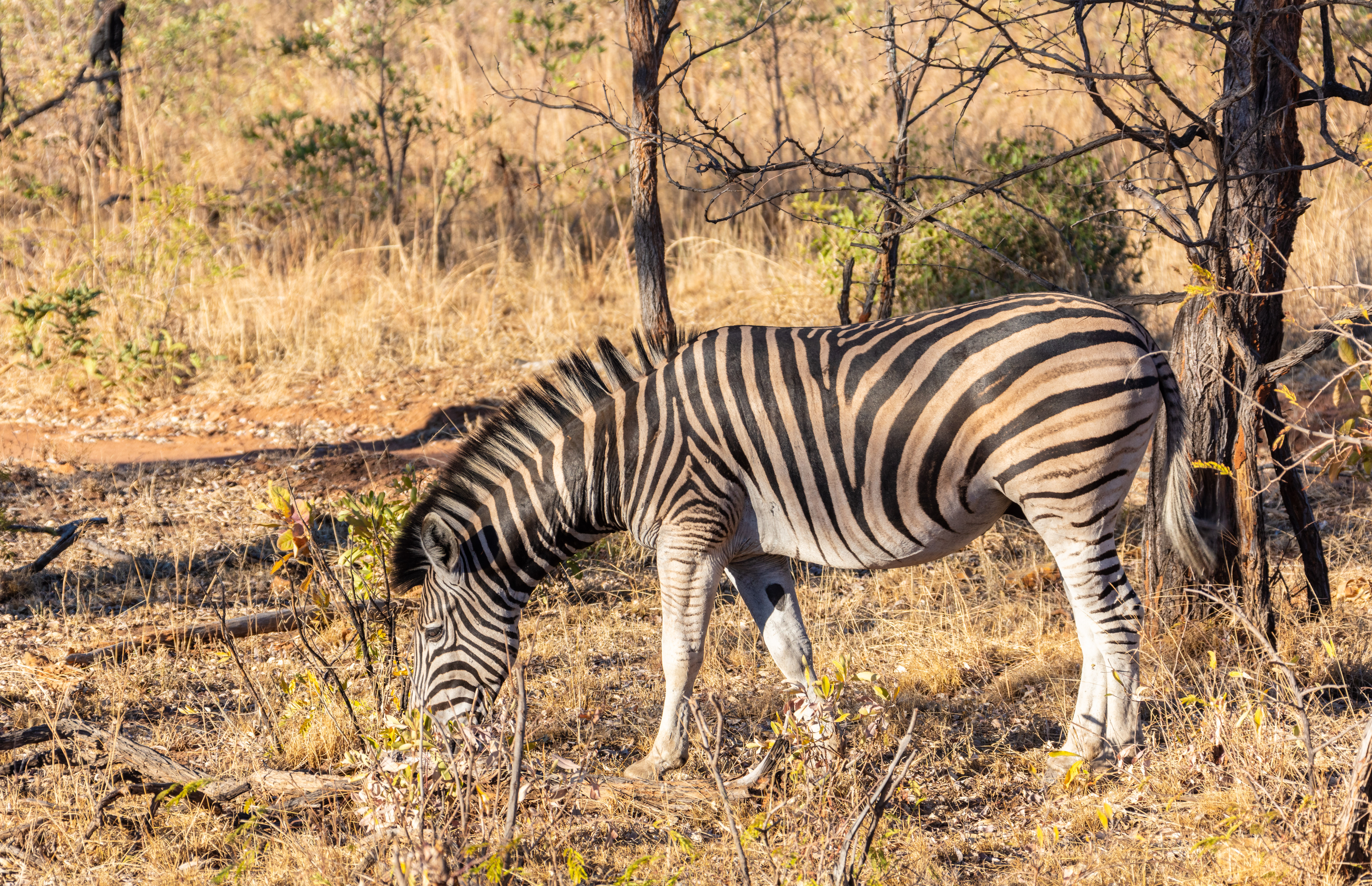 Zebra De Burchell se Alimentando de Grama