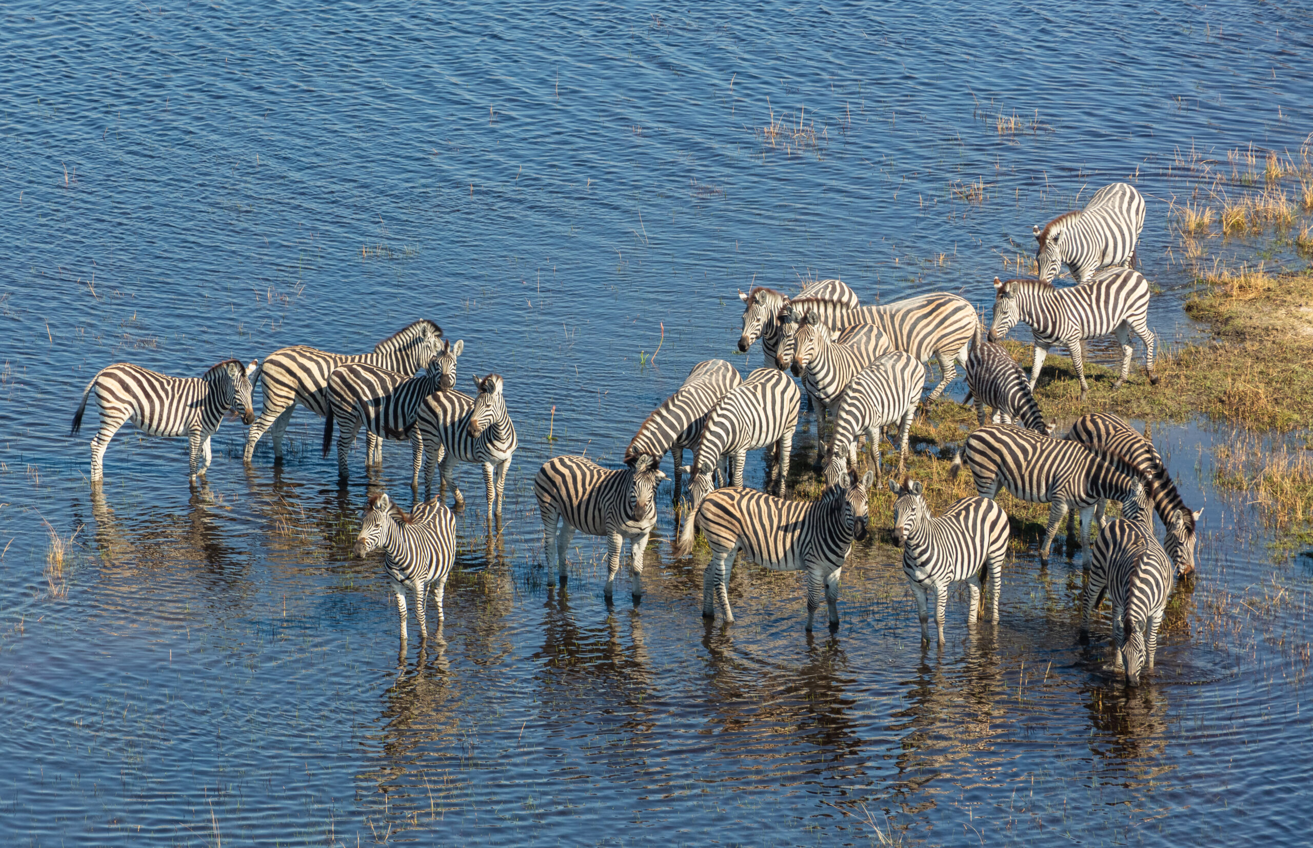  O Extinto Quagga Quagga Equus