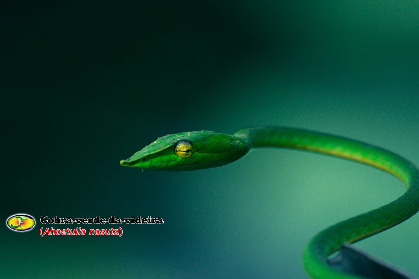 Cobra Anã Bicuda