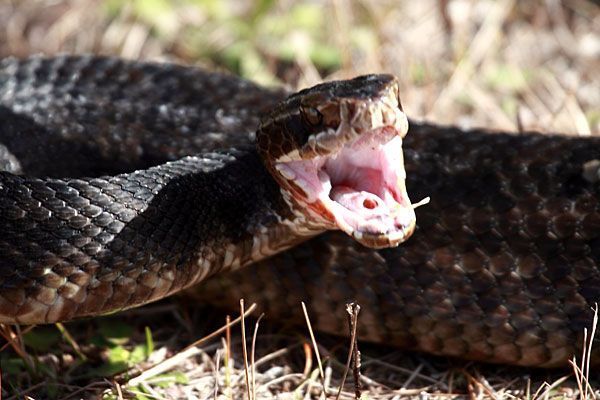 Cobra Boca de Algodão