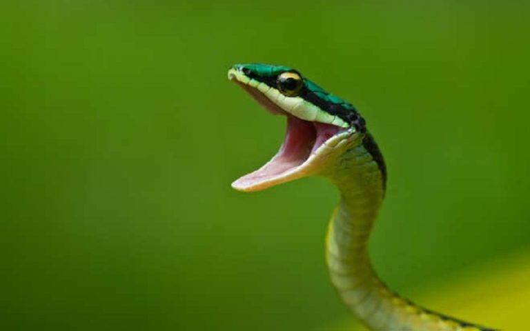 Cobra Canina Verde