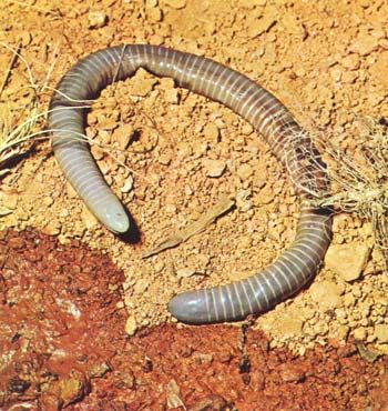 Cobra Cega das Bahamas