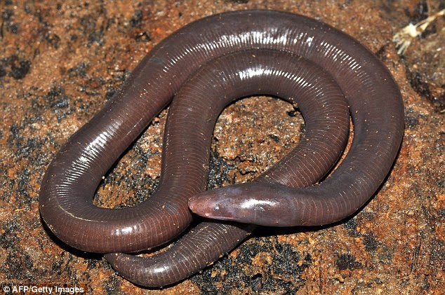 Cobra Cega do Sul