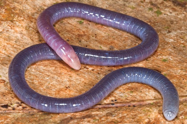 Cobra Cega