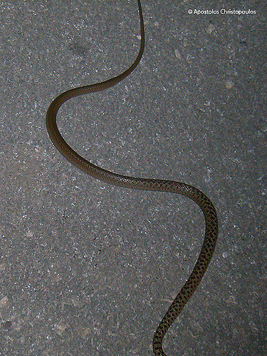 Cobra Chicote