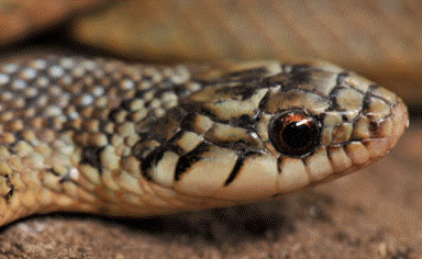 Cobra Comum