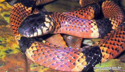 Cobra Coral Brasileira