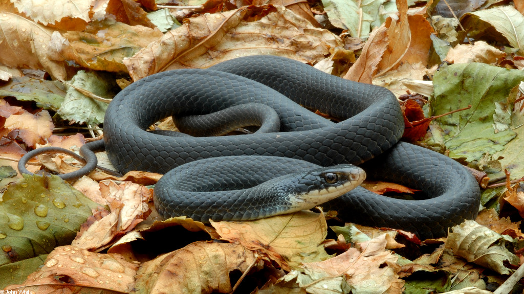 Cobra Corredora Negra do Sul