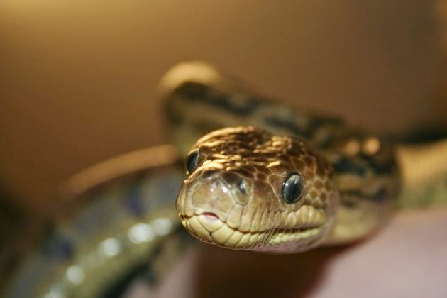 Cobra Cubana da Madeira