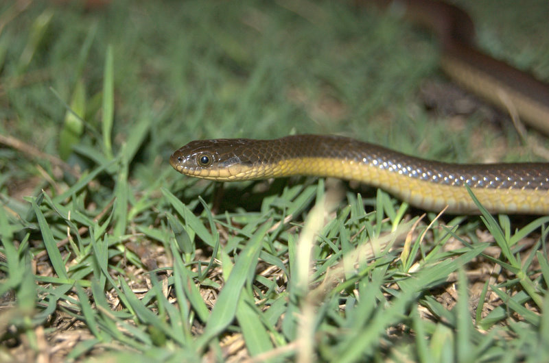 Cobra Gato Anelada Dourada