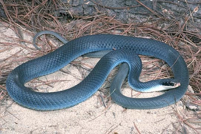 Cobra Gato Cinza