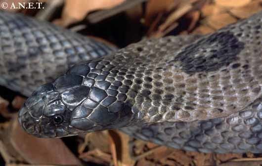 Cobra Gato de Andaman