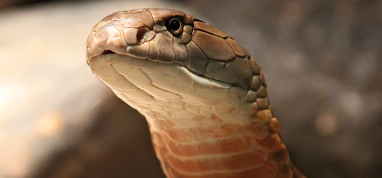 Cobra Gato de Forsten