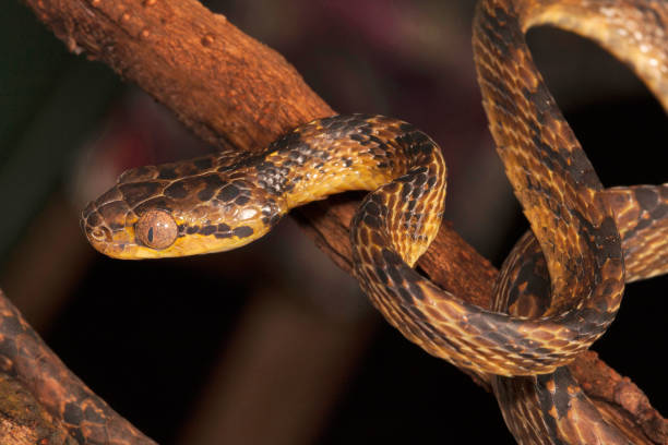 Cobra Gato de Tawny
