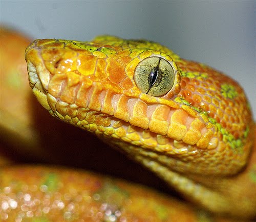 Cobra Gato do Siri Lanka