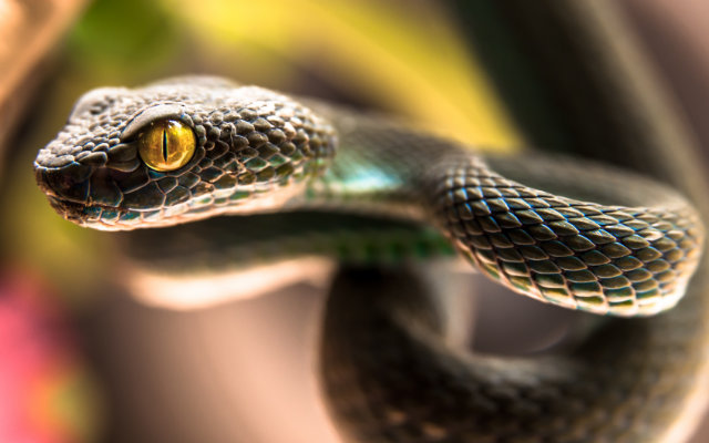 Cobra Gato